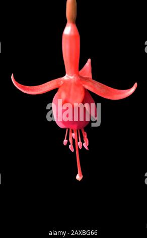 fuchsia flower Stock Photo