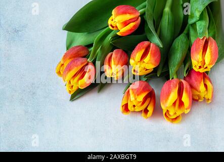 Bouquet of red tulips on a light vintage background with space for text. Spring card. Woman day concept. Close up. Stock Photo