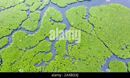 Tropical forest with mangrove trees, the view from the top. Mangroves and rivers. Tropical landscape in a deserted area. Stock Photo