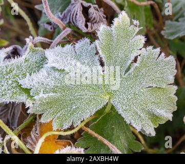 Frosted Leaf's