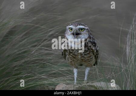 Burrowing owl (Athene cunicularia) on the ground in front of their burrow and grass. Stock Photo