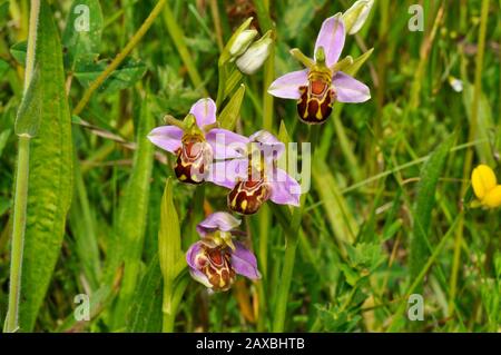 Bee Orchid,'Orphy apifera',calcareous grasslands,wide spread in UK,june to july, Stock Photo