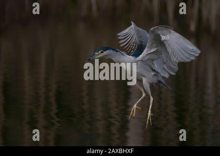 beautiful Black-crowned Night Heron (Nycticorax nycticorax) flying low above the water. Dark background. Noord Brabant in the Netherlands. Stock Photo