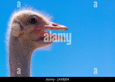 Close-up of ostrich head with its beak open - Oudtshoorn, Western Cape Province, South Africa Stock Photo