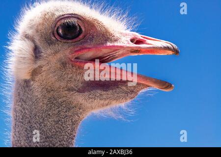 Close-up of ostrich head with its beak open - Oudtshoorn, Western Cape Province, South Africa Stock Photo