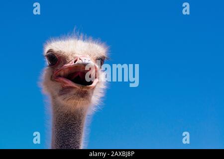 Close-up of ostrich head with its beak open - Oudtshoorn, Western Cape Province, South Africa Stock Photo