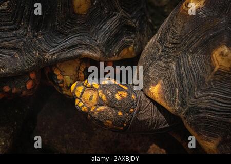 Red-Footed Tortoise, Barbados Stock Photo