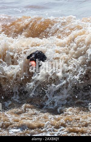 labrador springer spaniel cross, labradinger, springerdor, springador ...