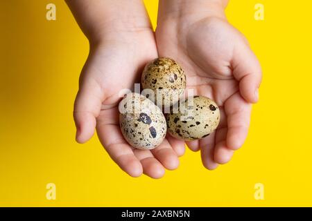 Girl holding Easter quail eggs, handful of quail eggs. They are rich in protein and micro-nutrients. Stock Photo
