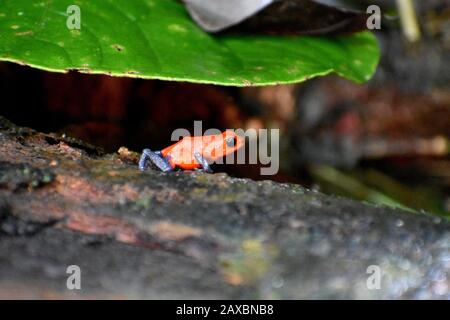 A Strawberry Poison-Dart Frog, nicknamed Blue-Jeans Frog, spotted in Tenorio Volcano National Prak, Costa Rica