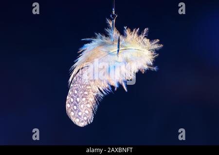 Colorful bird feather photographed by an unknown bird in the studio with flash light Stock Photo