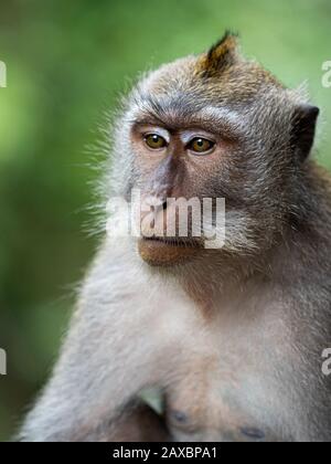 A monkey in the secred monkey forest in Ubud, Bali Indonesia close up portrait thinkful Stock Photo