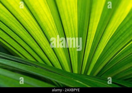 A closeup of vibrant and textural green leaves, perfect for a background Stock Photo
