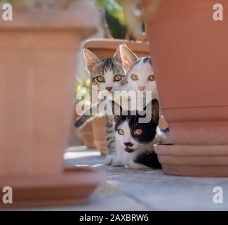 Three curious cat kittens, bicolor, posing on a garden wall, peering out of their hideout between flowerpots and looking attentively, Crete, Greece Stock Photo