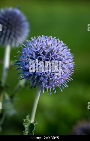 A vibrant closeup photo of a blue globe thistle (echinops bannaticus) with a blurred green background Stock Photo
