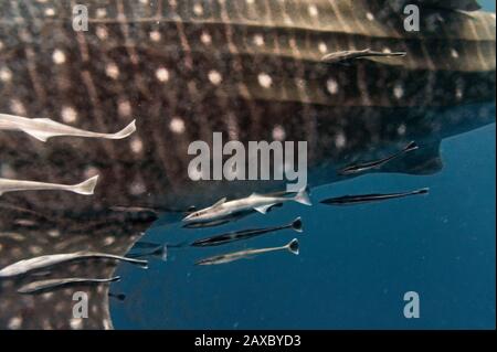 Whale Shark, part of the body. Stock Photo