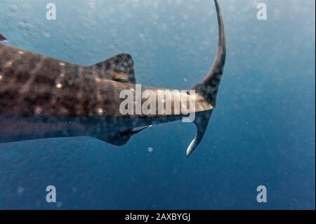 Whale Shark, part of the body. Stock Photo