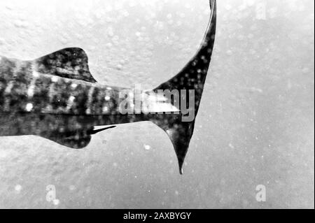 Whale Shark, part of the body. Black and white. Stock Photo