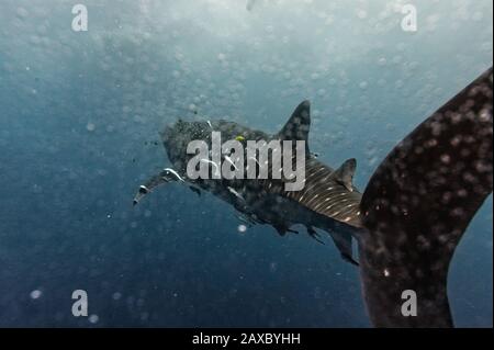 Whale Shark, part of the body. Stock Photo