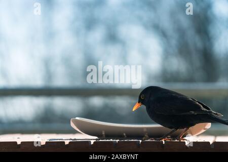 Male common blackbird (Turdus merula) eating from a plate on a balcony. Concept of animal welfare, protection of native species from food shortage Stock Photo