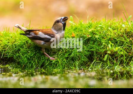 Closeup of a beautiful male wet hawfinch; Coccothraustes coccothraustes drinking, washing, preening and cleaning in water. Selective focus and low poi Stock Photo
