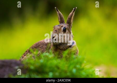 Closeup of a wild rabbit Oryctolagus cuniculus on the watch hiding in grass in a forest Stock Photo