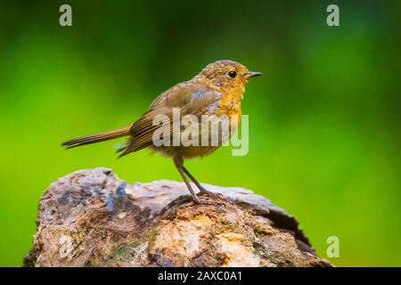 European robin (Erithacus rubecula) chick in a forest Stock Photo