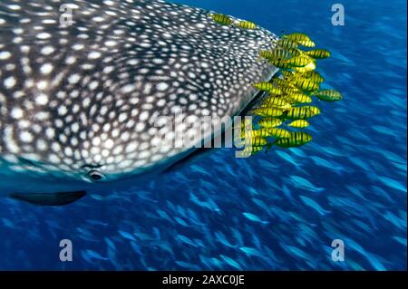 whale shark (Rhincodon typus) with yellow Golden Trevally (Gnathanodon speciosus) and fusilier fish in the background Stock Photo