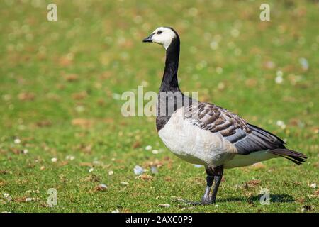 Close-up of a barnacle goose Branta leucopsis walking and foraging in a meadow on a sunny day Stock Photo