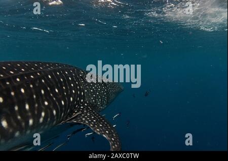 Whale Shark, part of the body. Stock Photo