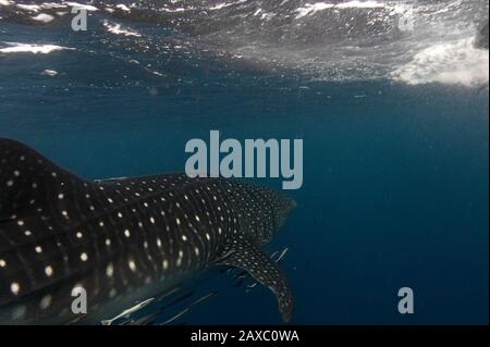 Whale Shark, part of the body. Stock Photo