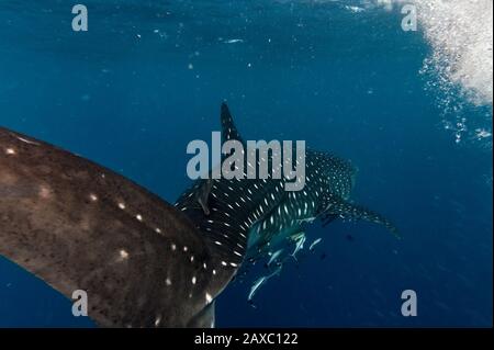 Whale Shark, part of the body. Stock Photo