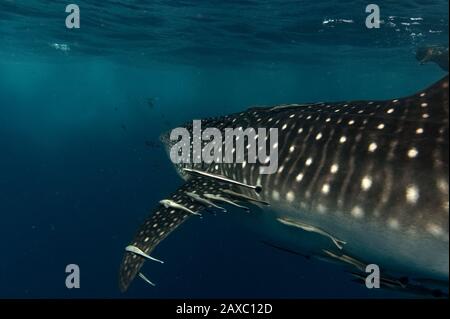 Whale Shark, part of the body. Stock Photo