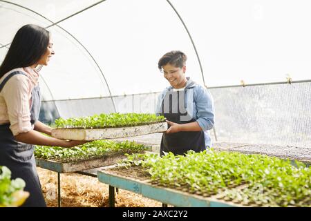Young women working, carrying sapling tray in plant nursery greenhouse Stock Photo