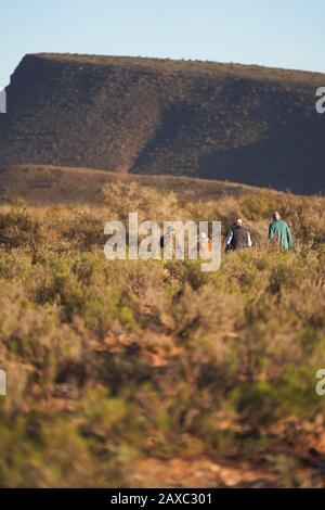 Safari tour group walking along sunny grassland landscape South Africa Stock Photo