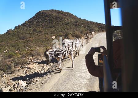 Safari vehicle driving by zebras on sunny road South Africa Stock Photo