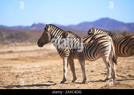 Zebras on sunny wildlife reserve Stock Photo