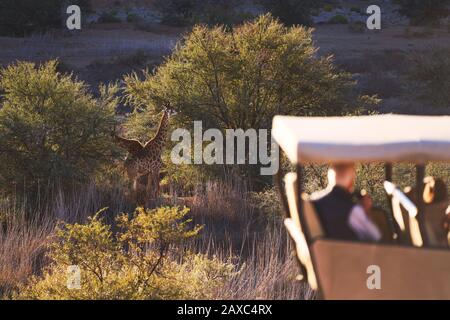 Safari tourists watching giraffes grazing at trees on wildlife reserve Stock Photo