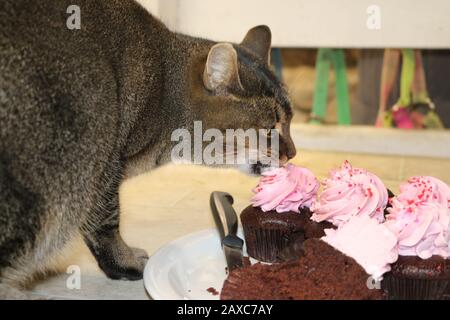 Cleo catra, barn cat with personality plus Stock Photo