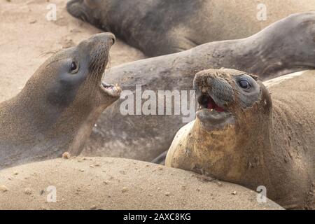 Two northern elephant seals Mirounga angustirostris clash at each other, San Simeon , California, USA. Stock Photo