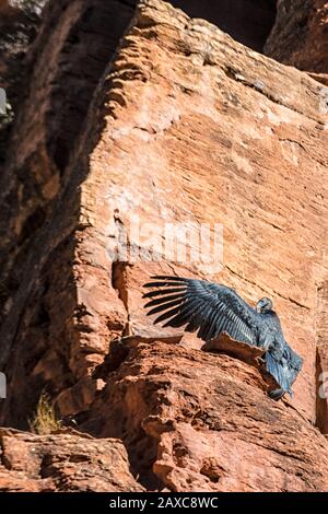 Five month old California Condor chick, Gymnogyps californianus, is #1000 in the Condor Recovery Program and the first to fledge in Zion National Park Stock Photo