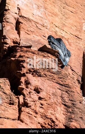 Five month old California Condor chick, Gymnogyps californianus, is #1000 in the Condor Recovery Program and the first to fledge in Zion National Park Stock Photo