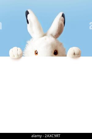 White easter rabbit with sheet for a text writing. Easter concept. Easter bunny Stock Photo