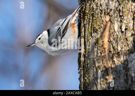 White-breasted Nuthatch perched in a tree near a bird feeder during winter. Stock Photo