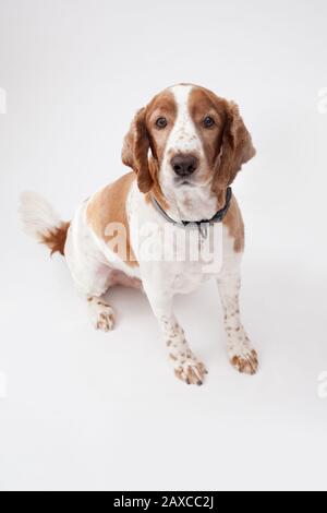 A Welsh Springer Spaniel Stock Photo