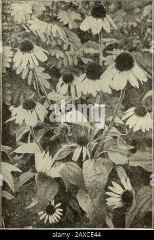Dreer's garden book : seventy-fourth annual edition 1912 . RiDBECKiA Newmanii. ROSMARINUS (Rcemary).. RuDBECKiA Purpurea (Giant Purple Cone-flower). Officinalis. An old favorite aromatic herb of neat habit ogrowth; requires protection. 15 cts. each; $1.-50 per doz. SALVIA (Meadow Sage). Argentea. Grown for its large, ornamental, silvery-whitt foliage; flowers white; in June; 2 feet.Azurea. A Rocky Mountain species, grows 2 to 3 feet high producing during August and September pretty sky-blue flowers in the greatest profusion.Pitcheri. Similar to the above, but of more branching habi* and larger Stock Photo