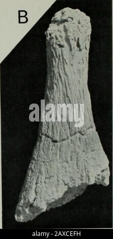 Annals of the South African MuseumAnnale van die Suid-Afrikaanse Museum . Stock Photo
