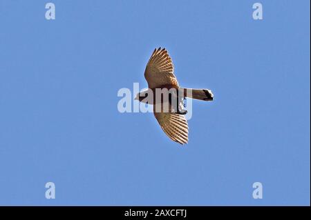 Rock Kestrel (Falco rupicolis) adult in flight with bird prey in talons  Western Cape, South Africa                    November Stock Photo