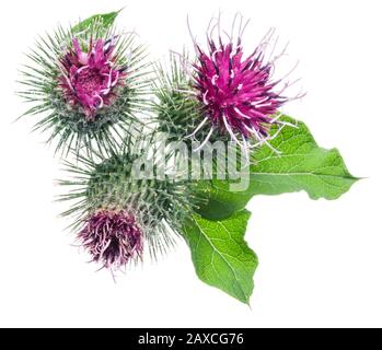 Prickly heads of burdock flowers isolated on white background. Stock Photo