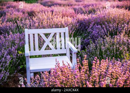 Empty white wooden chair between flowering lavender shrubs in the dawn light. Stock Photo